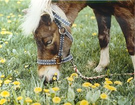 LadyDandelions.jpg