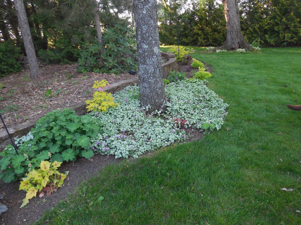 Lamium.JPG