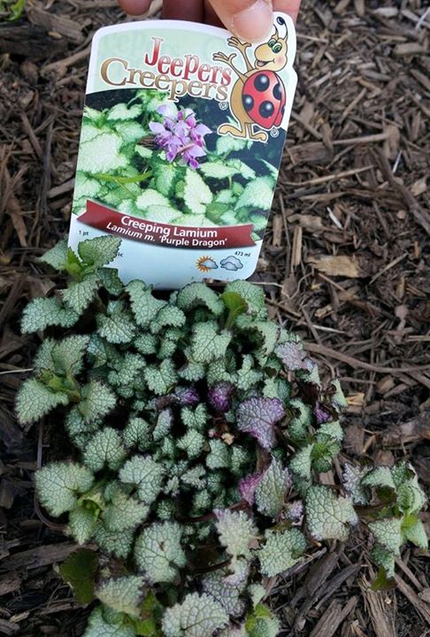 lamium.jpg
