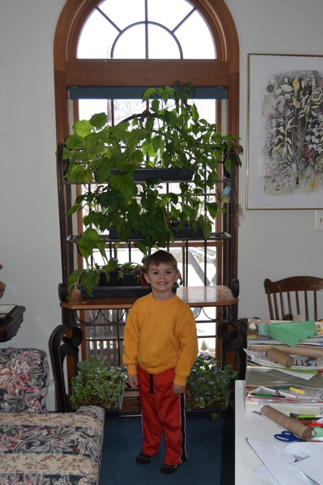 land plants teg.jpg
