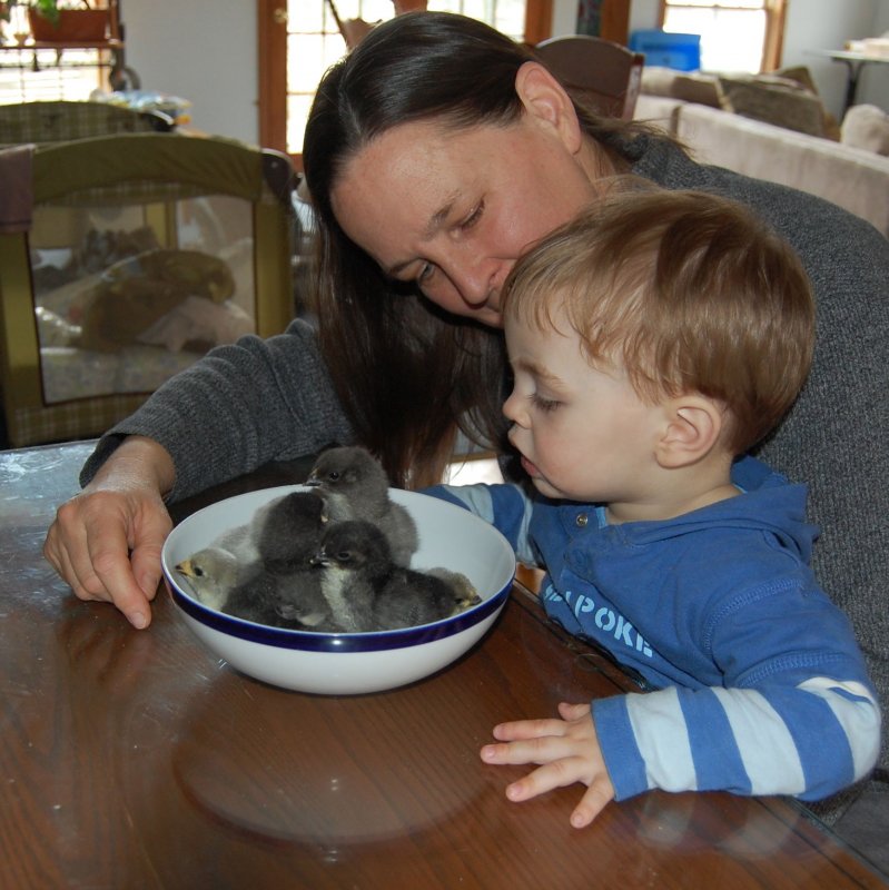 Landon and chicks.jpg