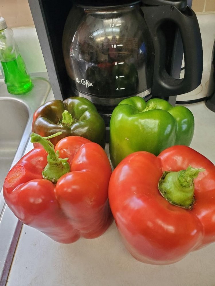 Last of the red peppers, 10-05-2020.jpg