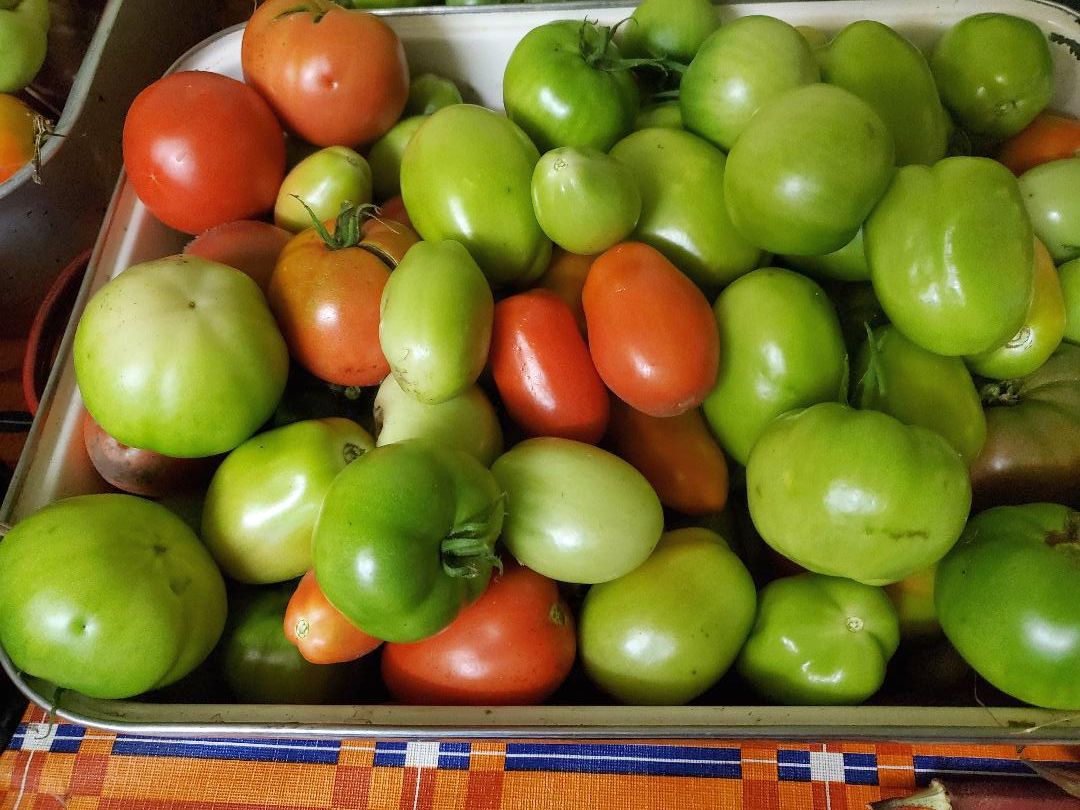 Last Tomato harvest, #1, 10-16-22.jpg