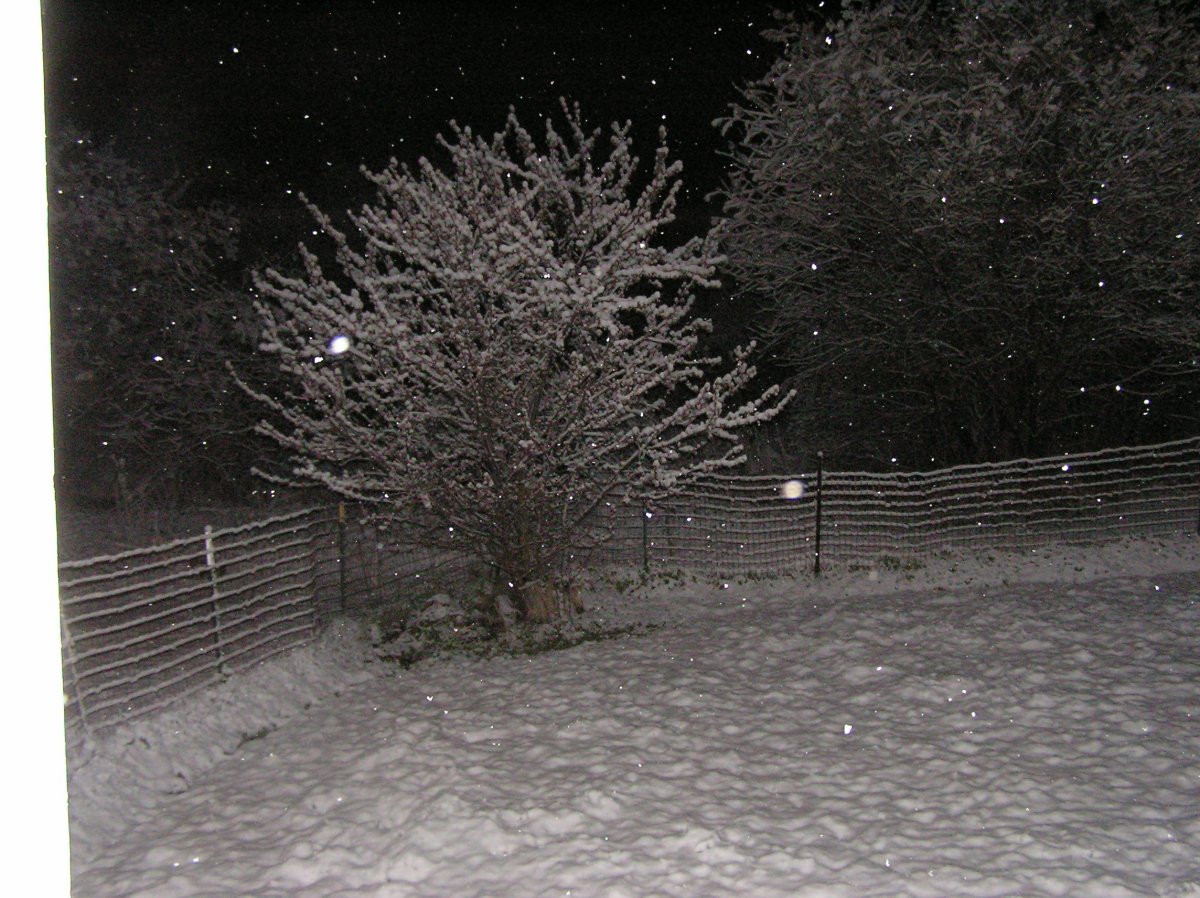 LastNightSnow8May2020a.JPG