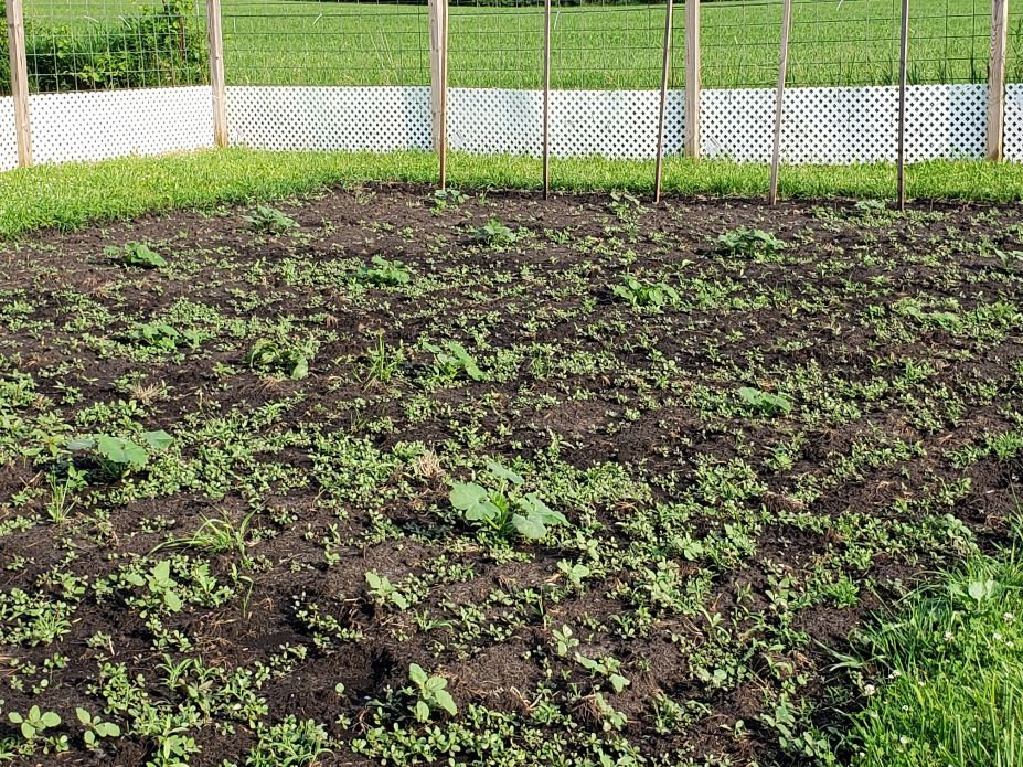 Late Afternoon East Raised Bed 6-28-2020 #2.jpg