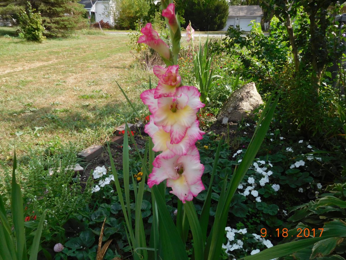 Late planted and late blooming gladiola, 09-18-17.jpg