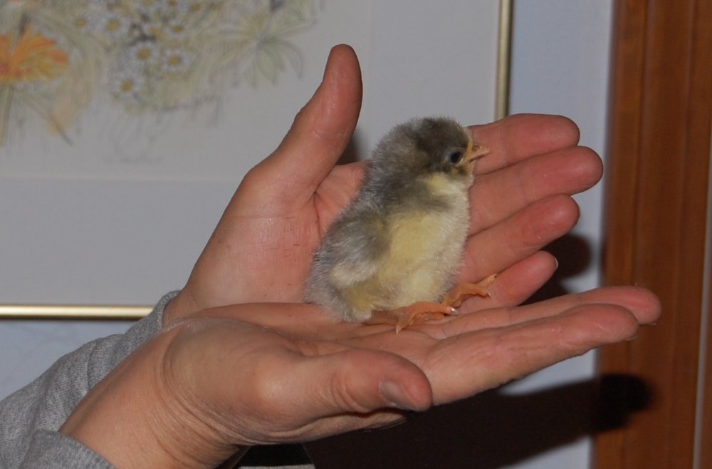 lav chick 2015.jpg