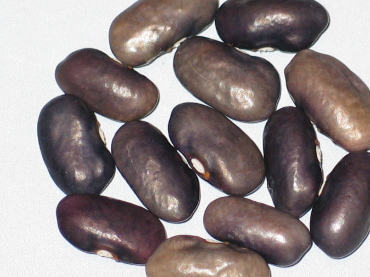 Lavender #1.jpg