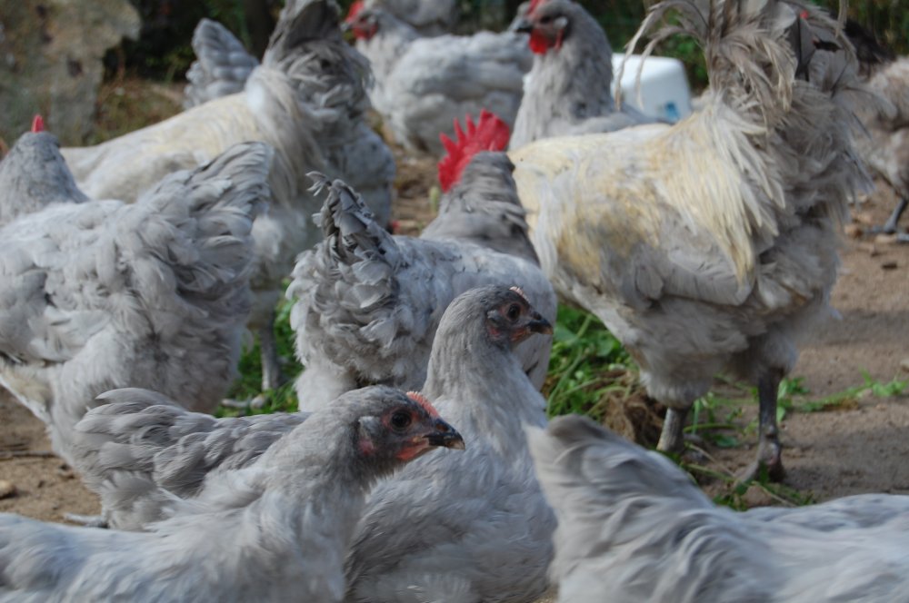 lavender chickens.jpg