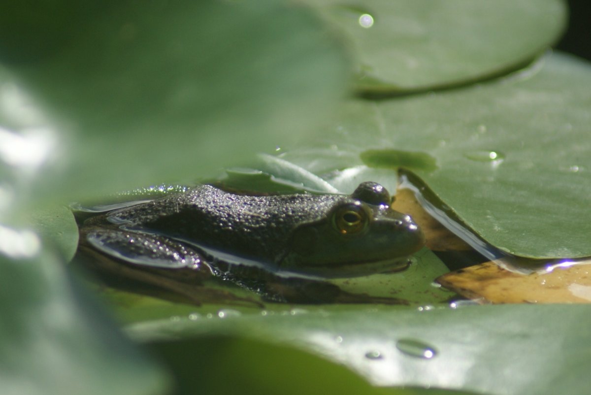 Leapord Frogs & Hummers 044.JPG