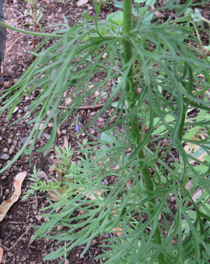 leaves 1.jpg