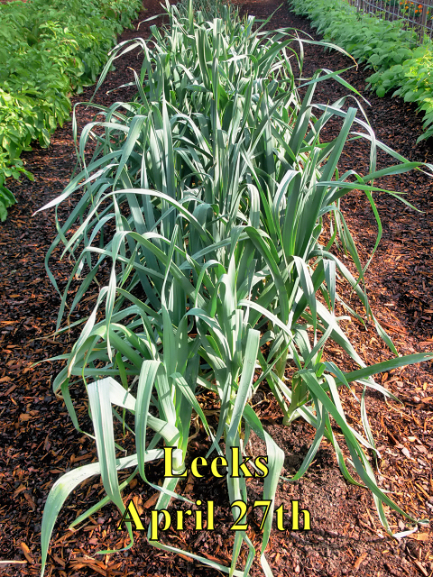 Leeks_042718.jpg