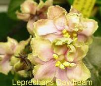 LEPRECHANSDAYDREAM.JPG