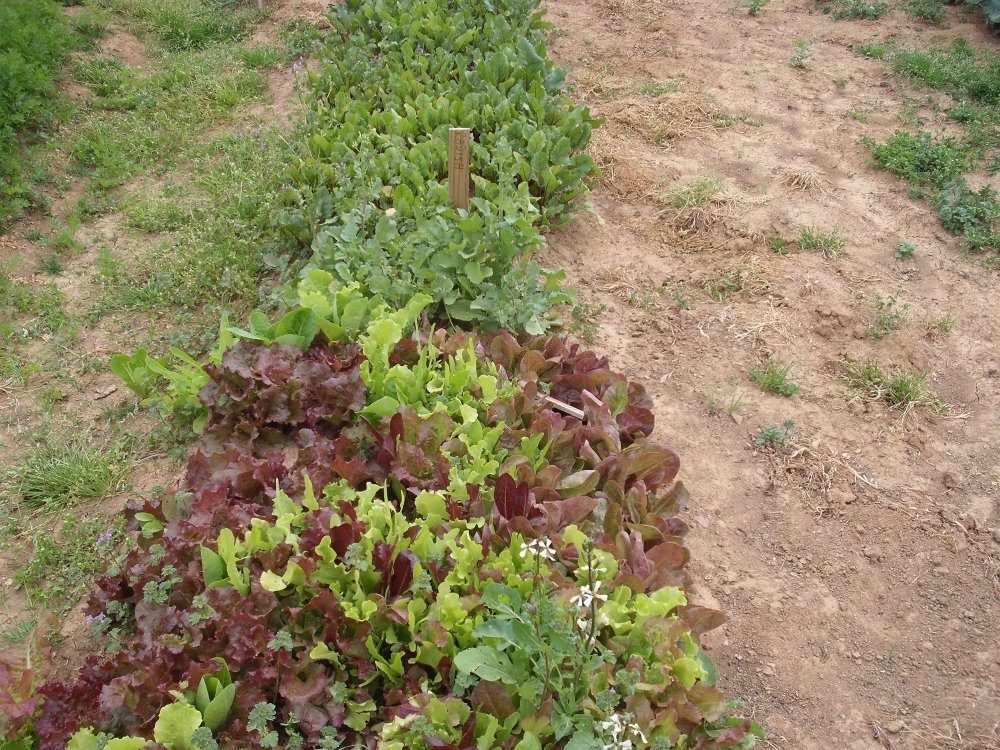 Lettuce.JPG