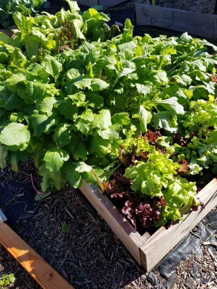 Lettuce.jpg