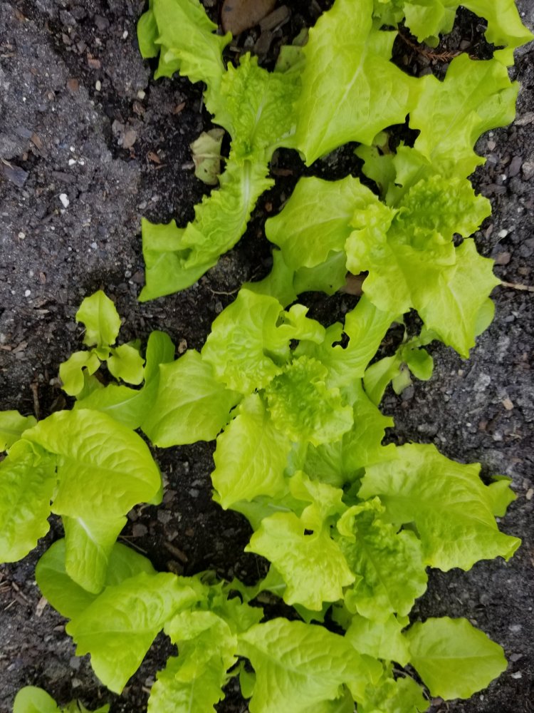 Lettuce.jpg