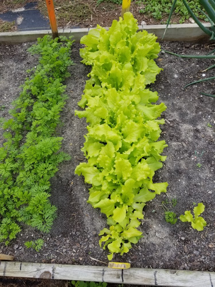 Lettuce.jpg