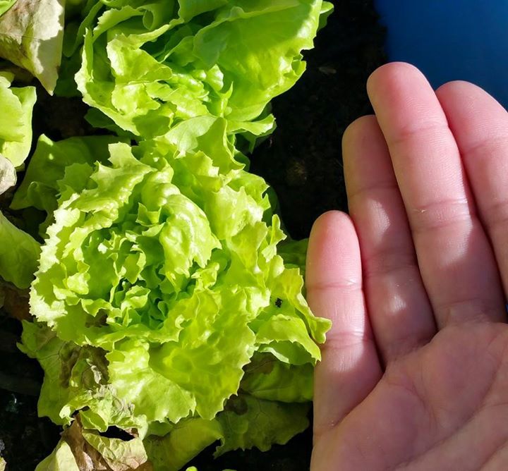 lettuce.jpg