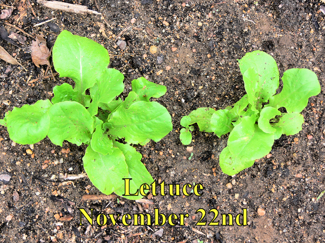 Lettuce_112214.jpg