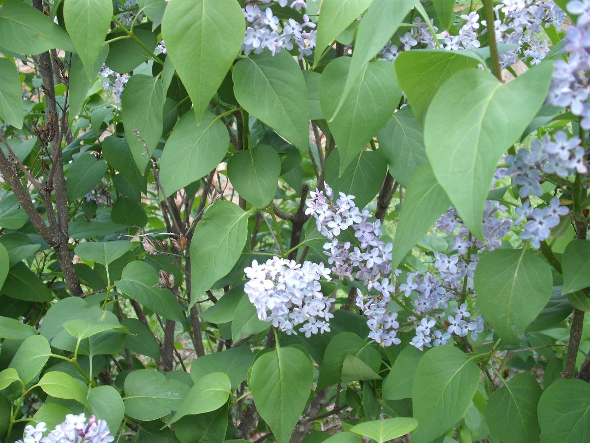 Lilac.JPG
