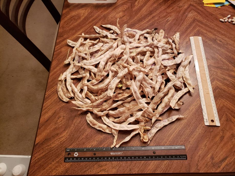 Lilaschecke Pod Pile - 9-17-2022.jpg