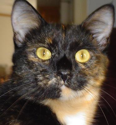 Lilly (Crush\'s sister).jpg