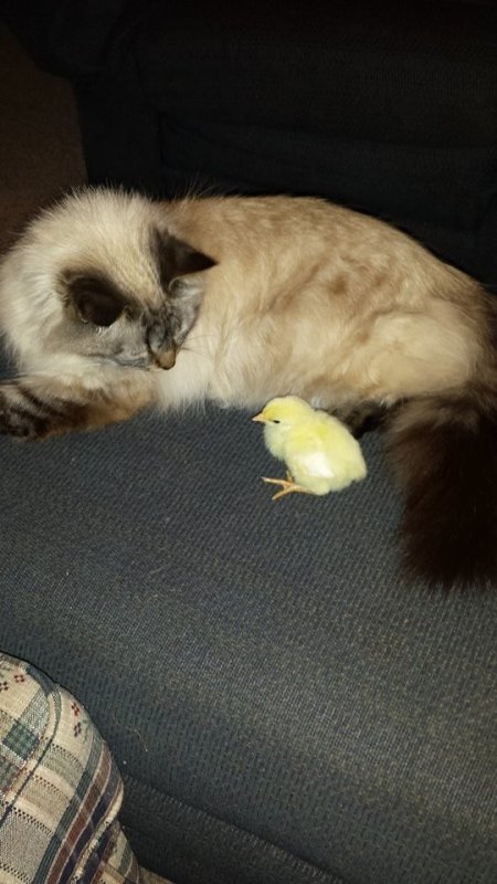 lilychick.jpg