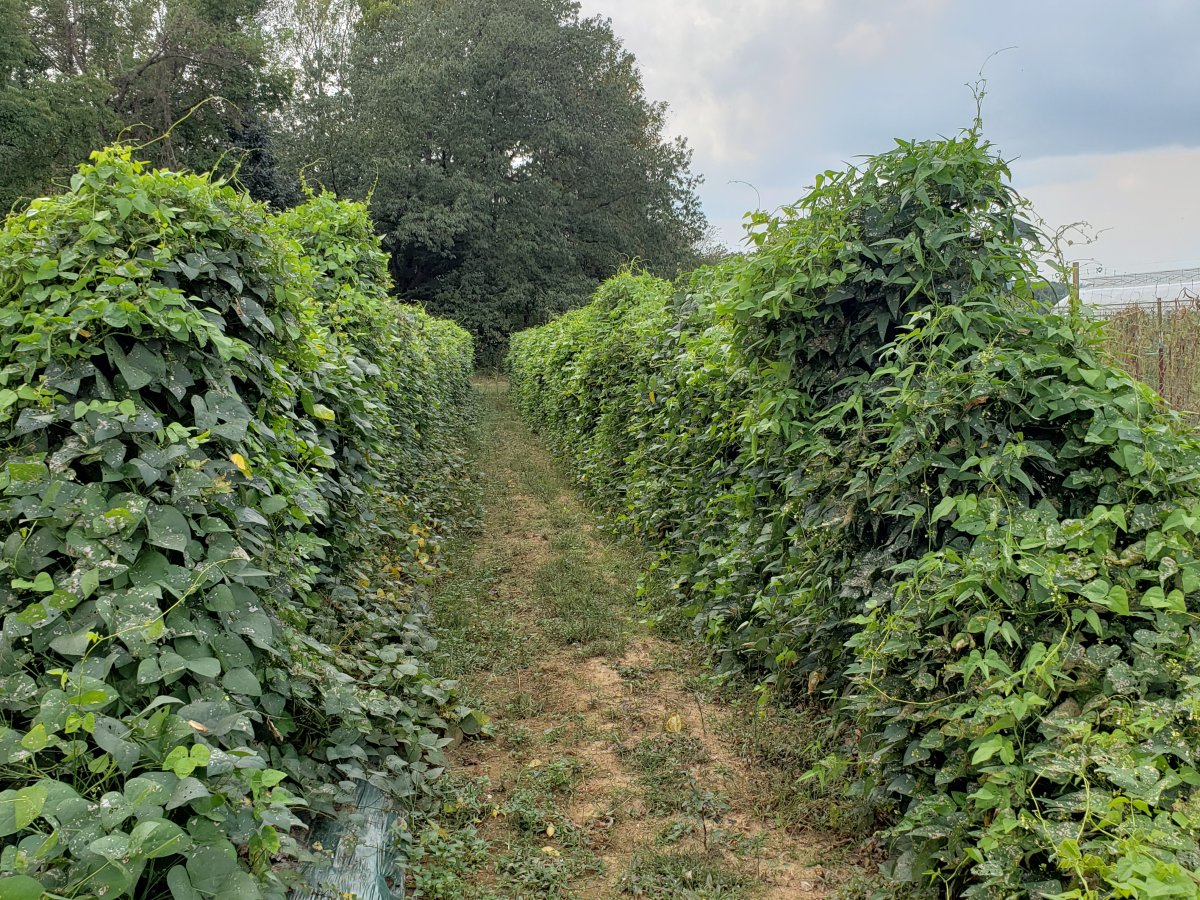 Lima Bean Row.jpg