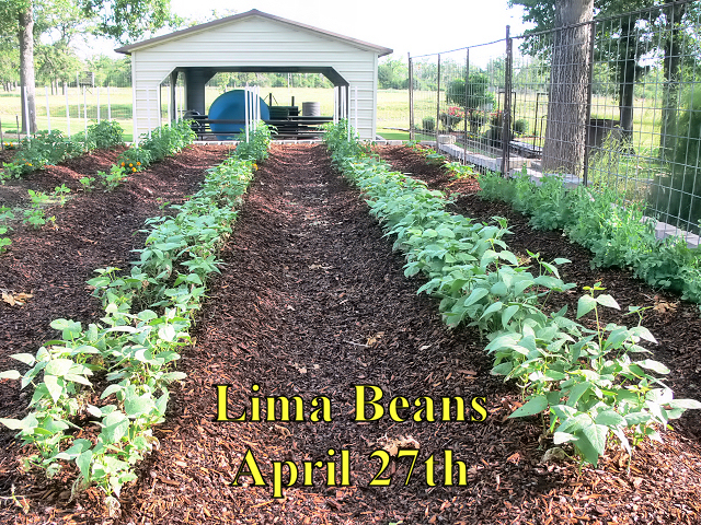 Lima_Beans_042718.jpg