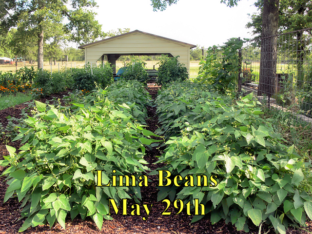 Lima_Beans_052918.jpg