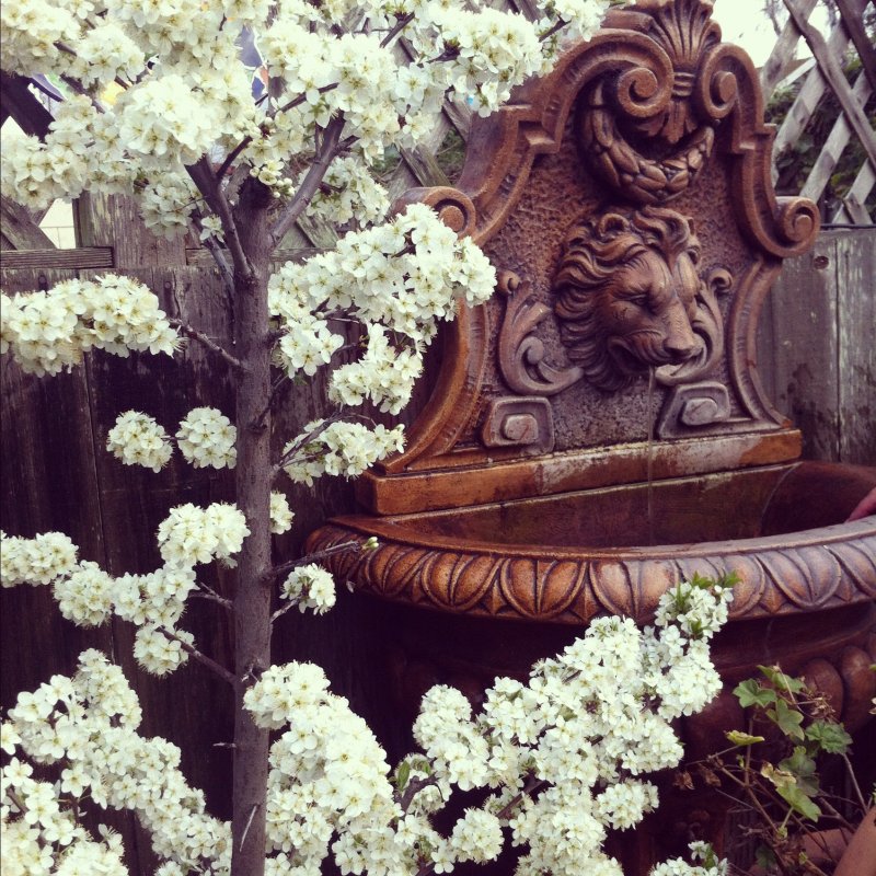 lionfountain-jpg.6625