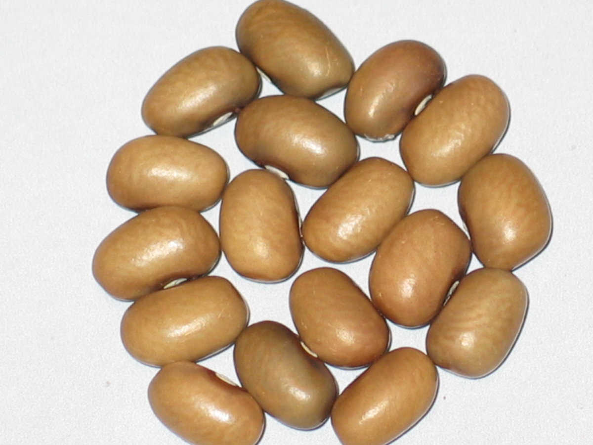 Little Brown Cat Off Type #3.jpg