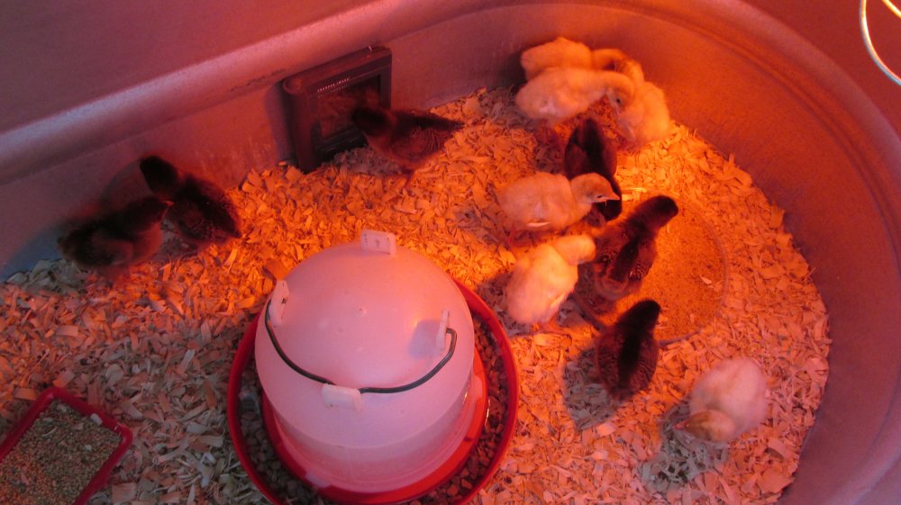 Livestock 2015-2016 010.JPG