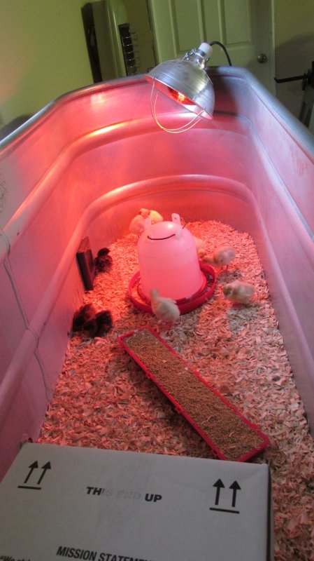 Livestock 2015-2016 012.JPG