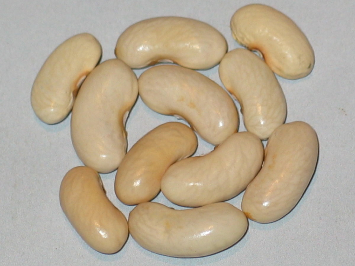 Long Lake Giant.jpg