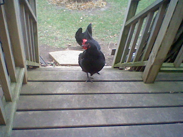 Lucy on deck1.JPG