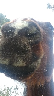 Lukes lips resized.jpg