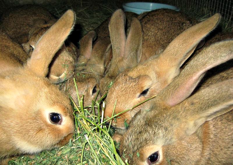 Lulu and babies 10 weeks old.jpg