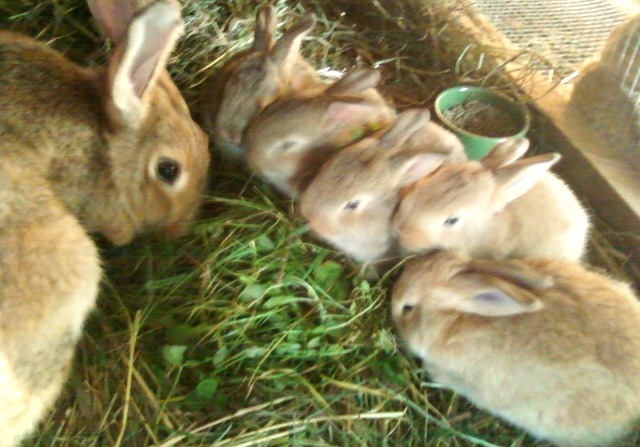 Lulu and her babies eating grass.jpg