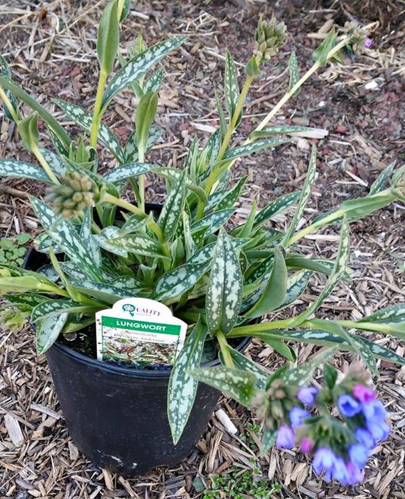 lungwort.jpg