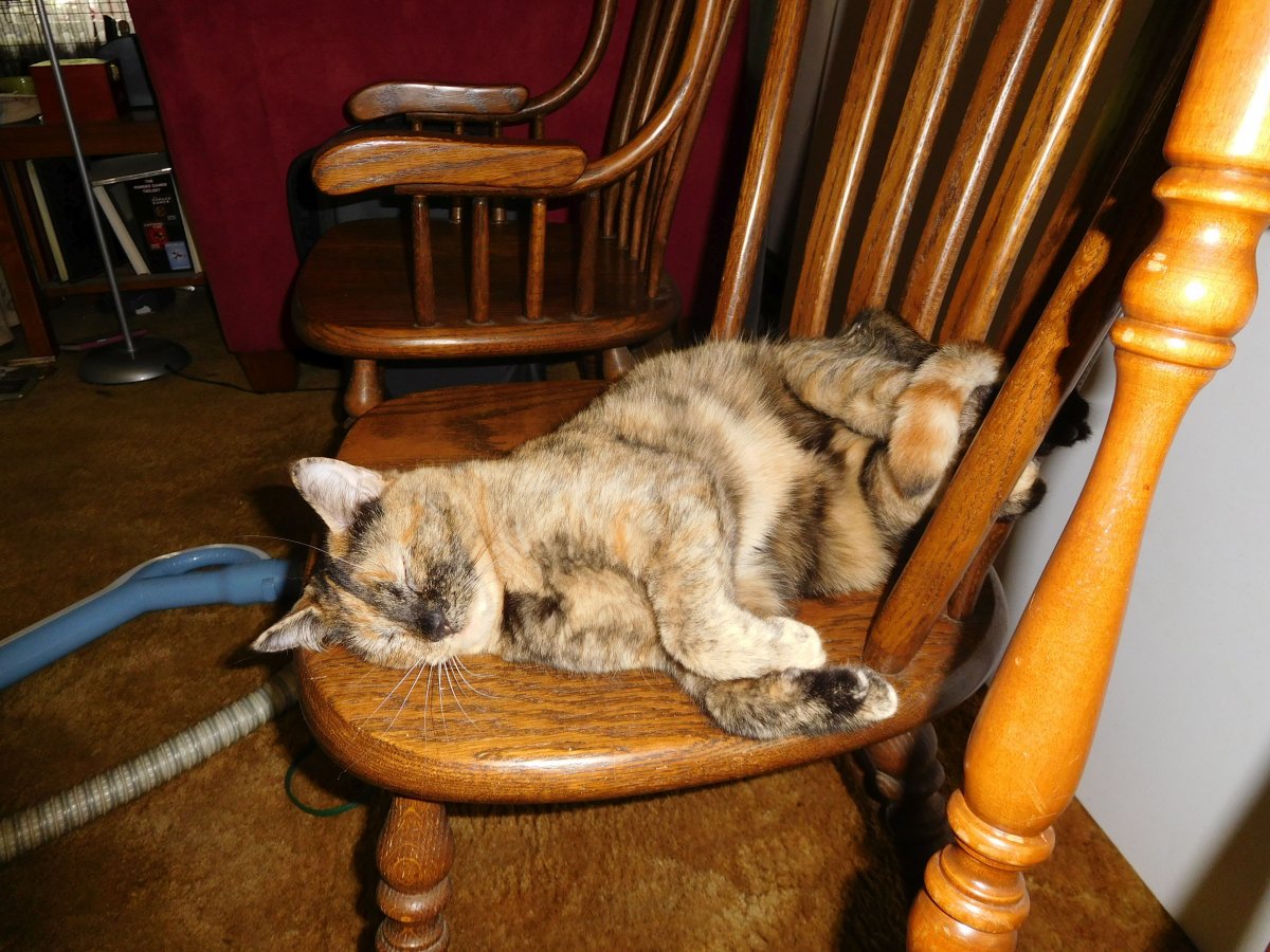 Lynx, 06-01-19.jpg