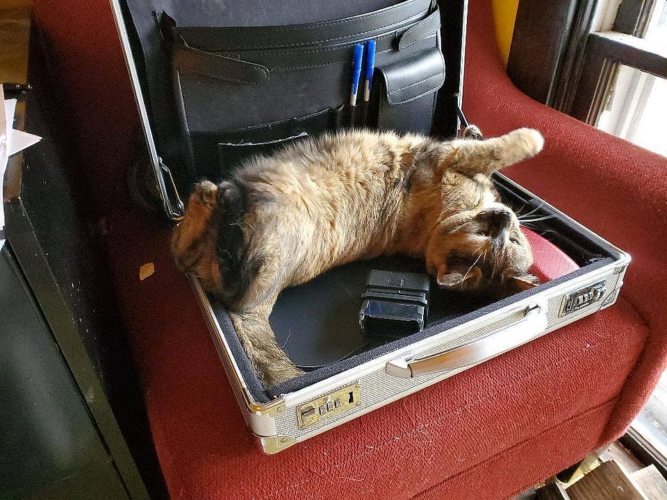 Lynx doing kitten business, from 2021.jpg