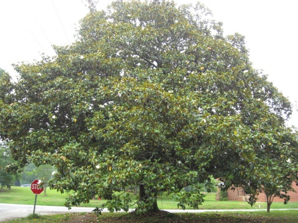 MagnoliaTree.JPG