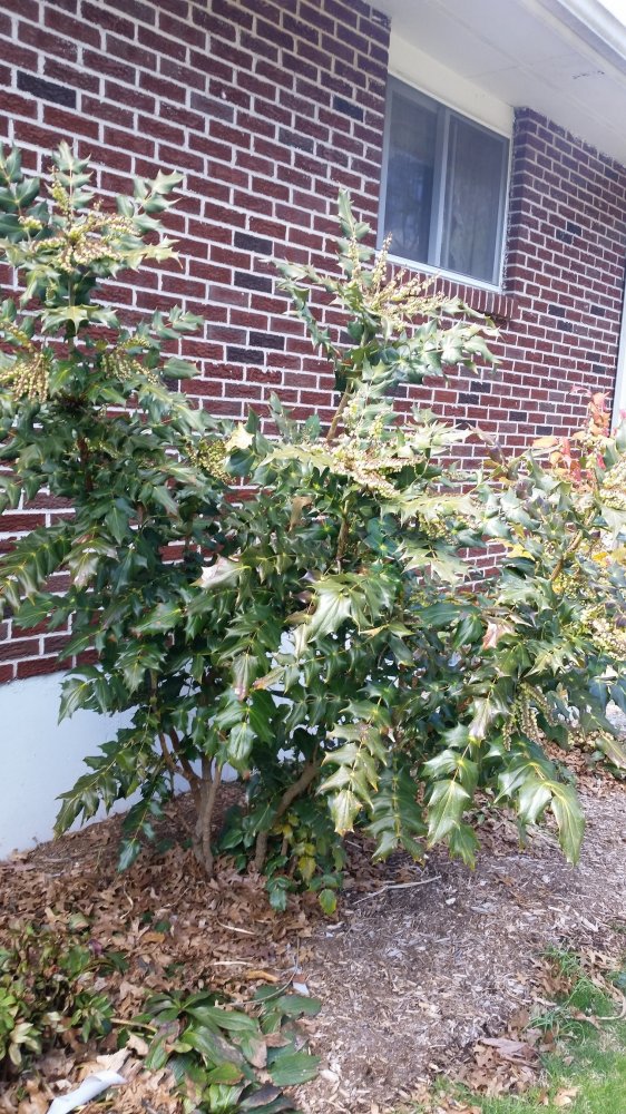 mahonia1.jpg
