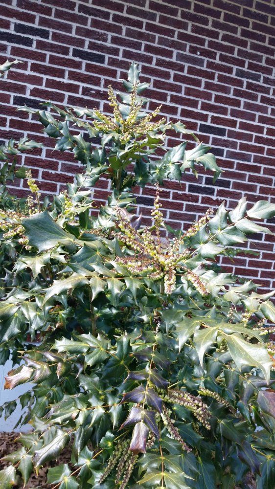 mahonia2.jpg