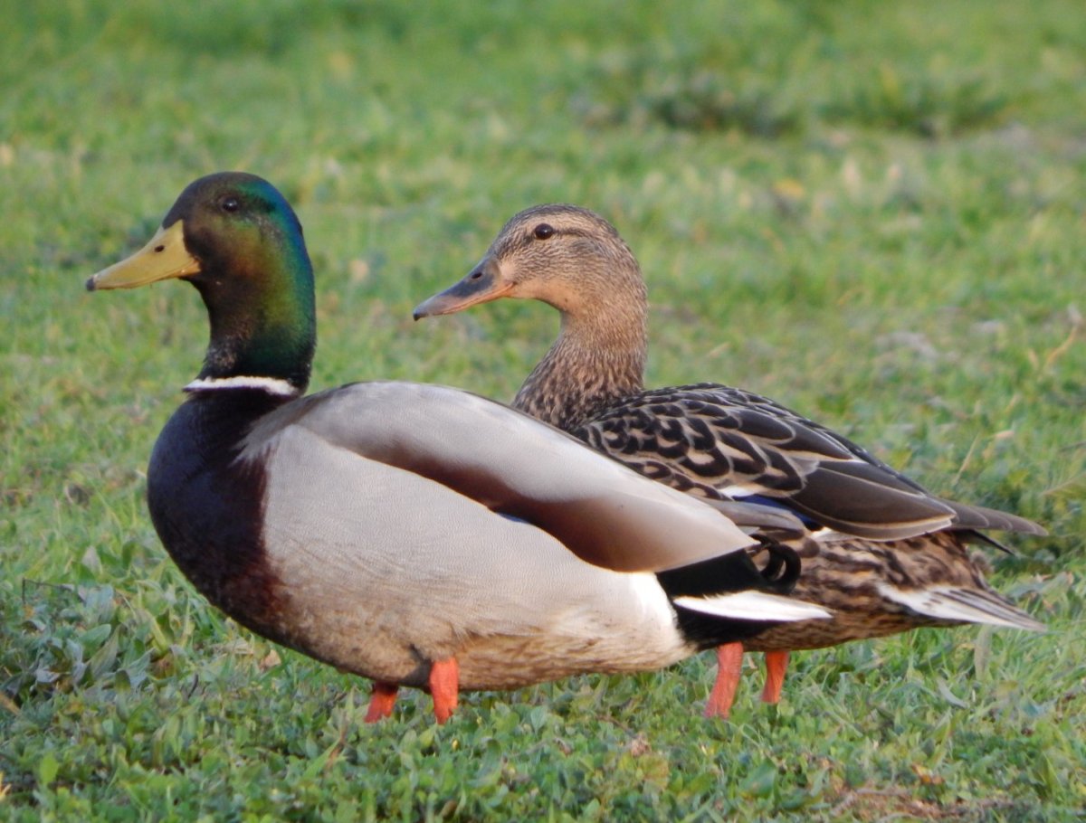 mallards.jpg
