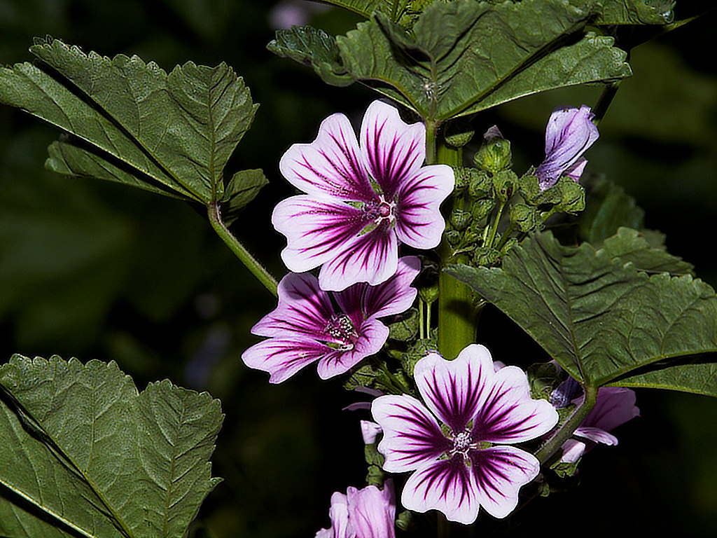 Malva_zebrina_hollyhock_X9026346_09-02-2021-001.jpg