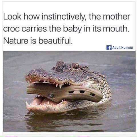 mama croc.jpg