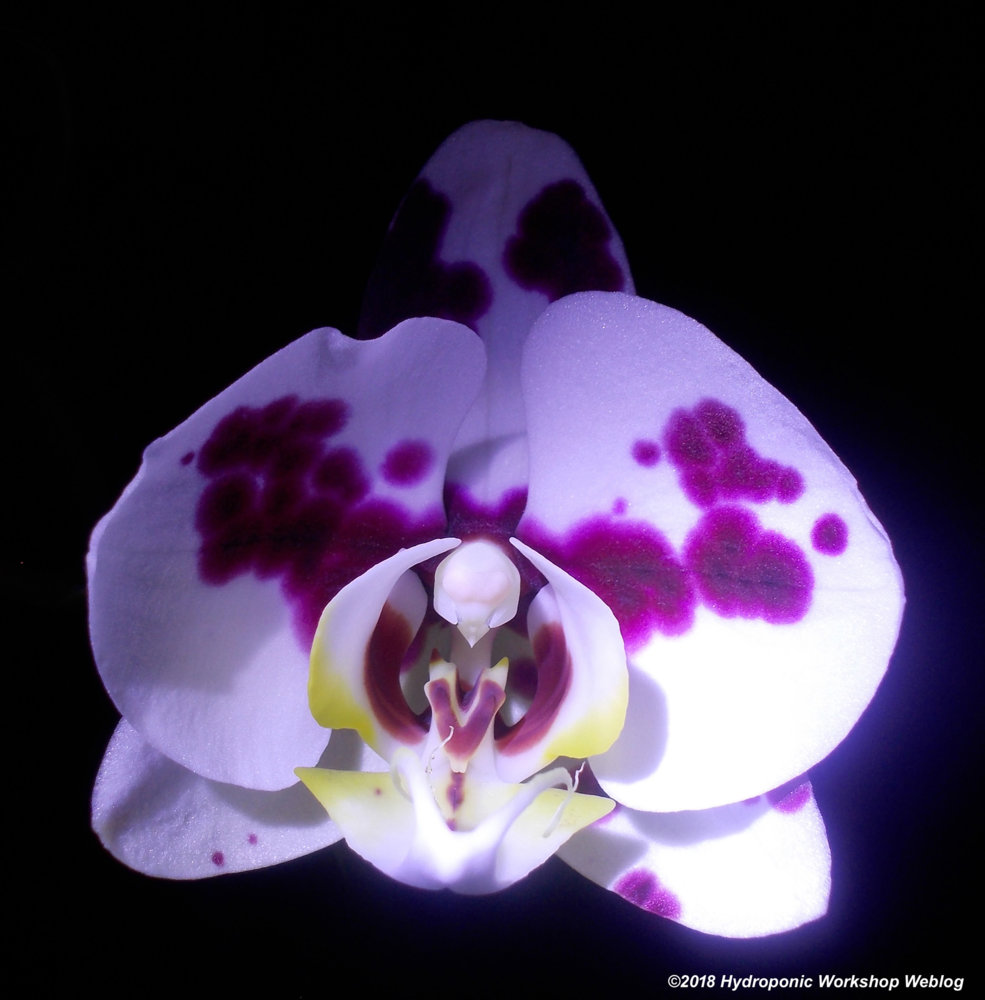 Mamma Phal C.jpg
