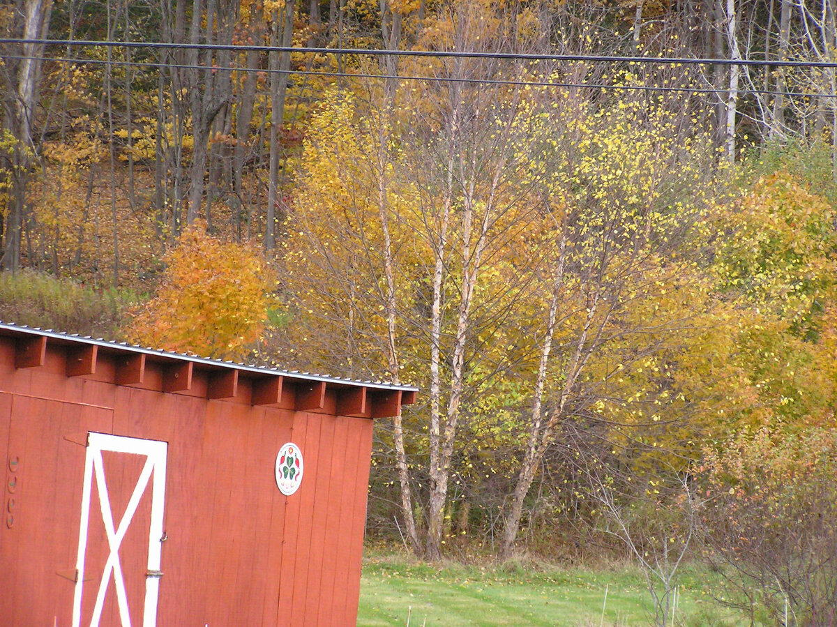 MaplesAndBirch1.JPG
